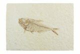 Detailed Fossil Fish (Diplomystus) - Wyoming #369496-1